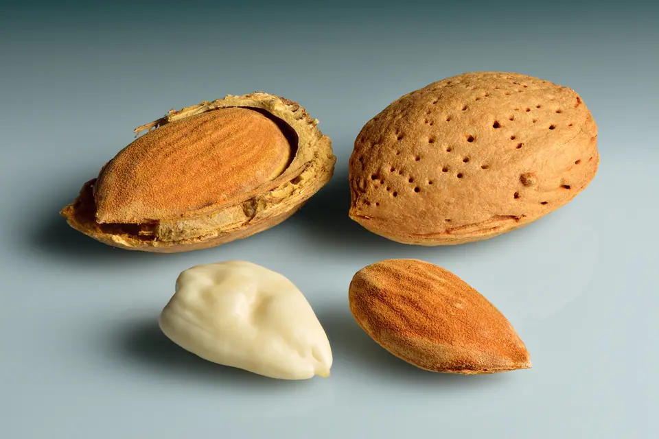 Almendras en distintos estados: con cáscara, con la cáscara abierta, pelada con piel y blanqueada