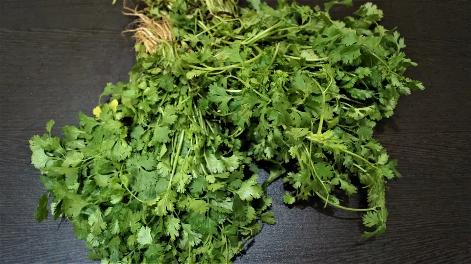 Atado de cilantro fresco sobre una mesa